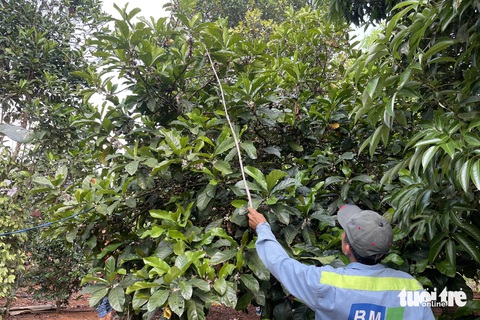 Đổ xô đi nhặt xác ve sầu, bán giá 2 triệu/kg, không biết người mua đem đi đâu- Ảnh 2. Người đàn ông dùng cành cây khều xác ve sầu trên cao - Ảnh: HOÀNG TÁO