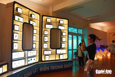Không gian của các loài sinh vật biển trong suốt - Ảnh: TRẦN HOÀI Không gian của các loài sinh vật biển trong suốt - Ảnh: TRẦN HOÀI