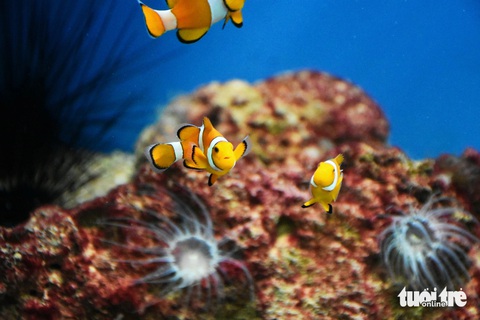 Loài cá khoang hổ Nemo vốn chỉ được tìm thấy ở vùng biển ngoài khơi quần đảo Trường Sa - Ảnh: TRẦN HOÀI Loài cá khoang hổ Nemo vốn ở vùng biển ngoài khơi quần đảo Trường Sa - Ảnh: TRẦN HOÀI