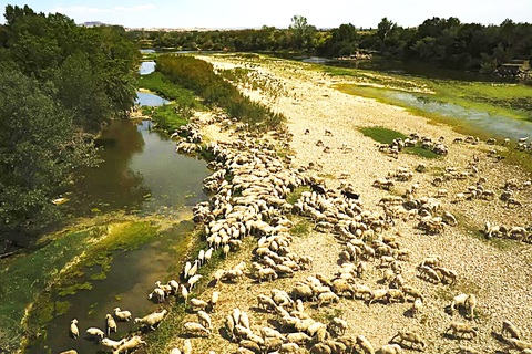 Đàn cừu uống nước trên dòng sông Ebro (Tây Ban Nha) gần cạn kiệt nước vào tháng 5-2023 - Ảnh: AP Đàn cừu uống nước trên dòng sông Ebro (Tây Ban Nha) gần cạn kiệt nước vào tháng 5-2023 - Ảnh: AP