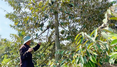 Vườn sầu riêng của ông Lê Văn Bòn (huyện Cao Lãnh, Đồng Tháp) héo, rụng trái vì thiếu nước tưới - Ảnh: ĐẶNG TUYẾT Vườn sầu riêng của ông Lê Văn Bòn (huyện Cao Lãnh, Đồng Tháp) héo, rụng trái vì thiếu nước tưới - Ảnh: ĐẶNG TUYẾT