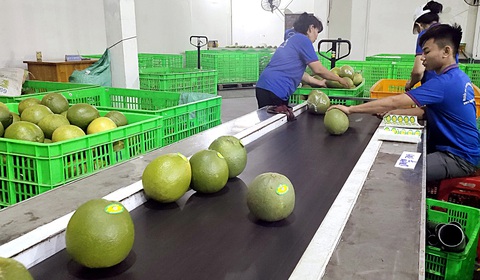 Sản lượng trái cây giảm sẽ ảnh hưởng đến giá cả - Ảnh: M.TRƯỜNG Sản lượng trái cây giảm sẽ ảnh hưởng đến giá cả - Ảnh: M.TRƯỜNG