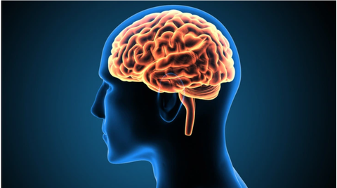 Tiêm bổ não coi chừng 'nổ não'- Ảnh 2. Não bộ - Ảnh minh họa