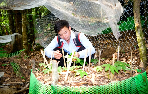 Đồng bào Xơ Đăng chăm sóc cẩn thận vườn sâm Ngọc Linh là quà tặng của Thủ tướng Đồng bào Xơ Đăng chăm sóc cẩn thận vườn sâm Ngọc Linh là quà tặng của Thủ tướng