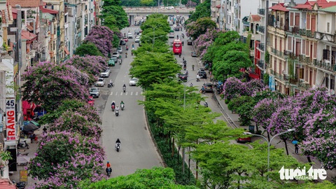 Hoa bằng lăng Hoa bằng lăng
