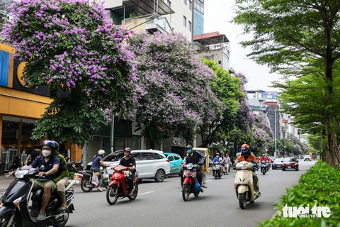 Sự có mặt của hoa bằng lăng trên các con đường, góc phố khiến Hà Nội trở nên nhẹ nhàng, thơ mộng - Ảnh: DANH KHANG Sự có mặt của hoa bằng lăng trên các con đường, góc phố khiến Hà Nội trở nên nhẹ nhàng, thơ mộng - Ảnh: DANH KHANG