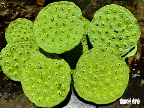 Giá gương sen ở Đồng Tháp tăng mạnh- Ảnh 1. Gương sen 40.000 đồng/kg, tăng 10.000 đồng/kg so với tuần trước - Ảnh: ĐẶNG TUYẾT