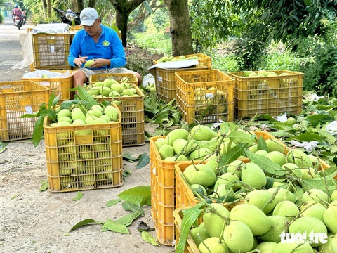 Giá gương sen ở Đồng Tháp tăng mạnh- Ảnh 2. Giá xoài các loại tăng do sản lượng giảm - Ảnh: ĐẶNG TUYẾT