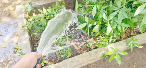 Làm bồn giữ nước và rải lớp lá mục ở gốc cây sẽ giảm được rất nhiều nước tưới lãng phí - Ảnh: MẠNH DŨNG Làm bồn giữ nước và rải lớp lá mục ở gốc cây sẽ giảm được rất nhiều nước tưới lãng phí - Ảnh: MẠNH DŨNG