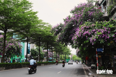 Bằng lăng mộng mơ nhuộm tím phố phường Hà Nội- Ảnh 10. Hoa bằng lăng trên đường Kim Mã - Ảnh: DANH KHANG