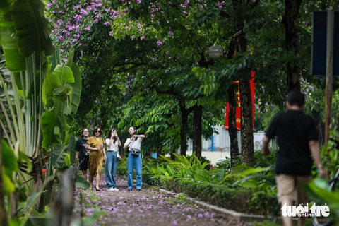 Bằng lăng mộng mơ nhuộm tím phố phường Hà Nội- Ảnh 11. Những ngày này, người dân thủ đô thường đến những con đường, góc phố lãng mạn sắc hoa bằng lăng để chụp ảnh kỷ niệm - Ảnh: DANH KHANG