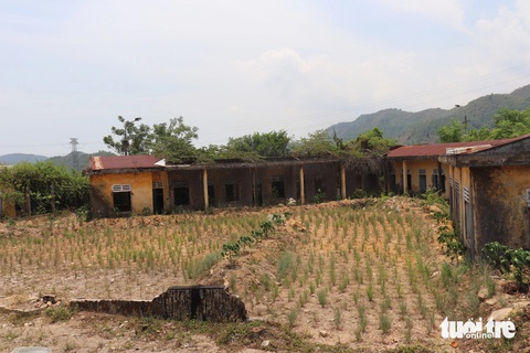 Trung tâm dạy nghề 37ha ở Đà Nẵng bỏ hoang thành nơi chứa phân trồng rau- Ảnh 3. Người dân tận dụng các khoảng đất trống trong Trung tâm 05-06 để trồng cây đu đủ, sả... - Ảnh: ĐOÀN NHẠN
