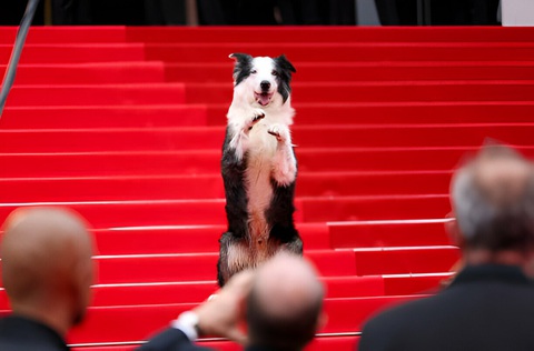 Chú chó Messi tại thảm đỏ Liên hoan phim Cannes, chú xuất hiện dưới vai trò Chú chó Messi tại thảm đỏ Liên hoan phim Cannes, chú xuất hiện dưới vai trò