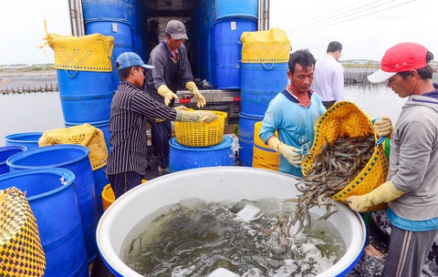 Sản xuất tôm của Việt Nam là ngành đang bị điều tra chống trợ cấp của Mỹ - Ảnh: QUANG ĐỊNH Sản xuất tôm của Việt Nam là ngành đang bị điều tra chống trợ cấp của Mỹ - Ảnh: QUANG ĐỊNH