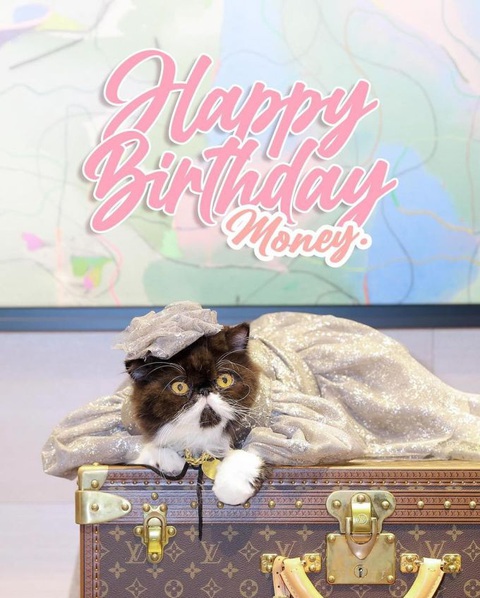 Nhiều người bỗng 'kêu meo meo' sau sinh nhật của chú mèo cưng- Ảnh 2. Chân dung Money, mèo cưng của cặp đôi giàu có.