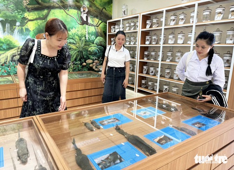 Ngắm tiêu bản hươu sao, tê tê Java, đồi mồi dứa... tại bảo tàng đa dạng sinh học cấp tỉnh- Ảnh 1. Người dân tham quan Bảo tàng đa dạng sinh học tỉnh Quảng Nam - Ảnh: LÊ TRUNG