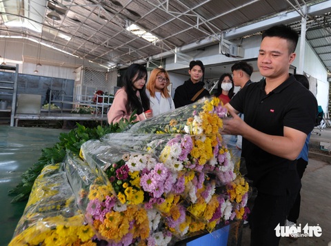 Chưa từng có tiền lệ: Giá hoa cúc gấp 10 lần hoa hồng Đà Lạt- Ảnh 3. Hoa cúc tứ quý hiện đang có giá 5.000 đồng/cành - Ảnh: M.V.