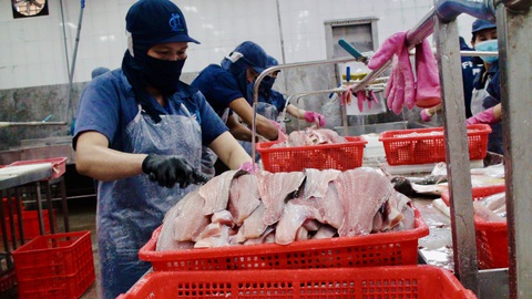 Giá cá tra giảm 1.600 đồng/kg so với cùng kỳ- Ảnh 1. Chế biến cá tra ở Đồng Tháp - Ảnh: ĐẶNG TUYẾT