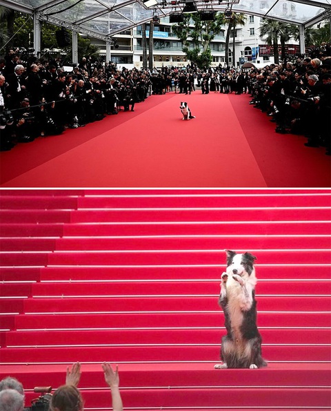 Đây là lần thứ 2 Messi xuất hiện trên thảm đỏ Cannes. Đây là lần thứ 2 Messi xuất hiện trên thảm đỏ Cannes. Chú chó này nhận được nhiều sự quan tâm như 1 vị khách VIP đích thực