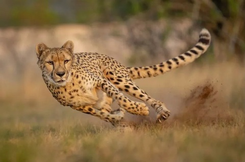 Loài cá nào bơi nhanh nhất, lên tới 125km/h?- Ảnh 3. Báo cheetah là vua tốc độ trên đất liền - Ảnh: Mateo Juric/Getty
