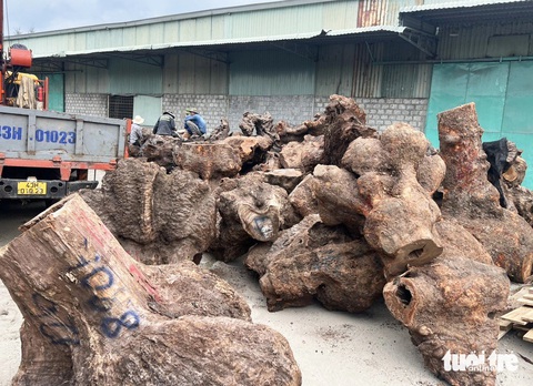 Quảng Nam bắt quả tang 5 xe đầu kéo chở gỗ xá xị trái phép- Ảnh 1. Số gỗ chở trái phép trên các xe đầu kéo bị công an tạm giữ để điều tra - Ảnh: L.P