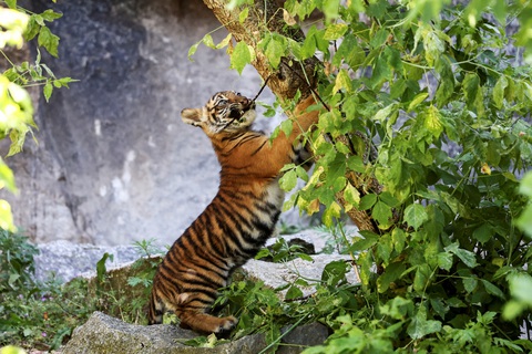 Một con hổ Sumatra mới sinh vào tháng 2 năm nay, đang chơi đùa tại Sở thú Tierpark ở Berlin, Đức, ngày 14-5, Hổ Sumatra được đặt tên theo quê hương của chúng ở Indonesia, là loài cực kỳ nguy cấp khi chỉ còn khoảng 400 cá thể trong tự nhiên - Ảnh: REUTERS Một con hổ Sumatra mới sinh vào tháng 2 năm nay, đang chơi đùa tại Sở thú Tierpark ở Berlin, Đức, ngày 14-5, Hổ Sumatra được đặt tên theo quê hương của chúng ở Indonesia, là loài cực kỳ nguy cấp khi chỉ còn khoảng 400 cá thể trong tự nhiên - Ảnh: REUTERS