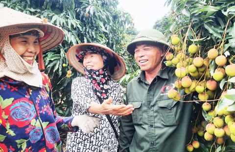 Sẽ livestream bán vải chín sớm tại Quảng Ninh- Ảnh 3. Từ ngày 23 đến 26-5, Trung tâm Xúc tiến và Phát triển công thương Quảng Ninh sẽ tổ chức livestream bán vải chín sớm Phương Nam trên fanpage của đơn vị này - Ảnh: VIỆT HOA