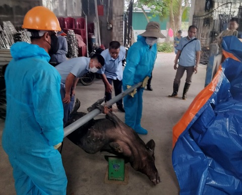 Xuất hiện ổ dịch tả heo châu Phi tại Quảng Ninh- Ảnh 2. Sau khi nhận kết quả xét nghiệm mẫu bệnh phẩm, thị xã Quảng Yên chỉ đạo cơ quan chuyên môn phối hợp tiêu hủy số heo mắc bệnh theo quy định - Ảnh: BÙI NIÊN