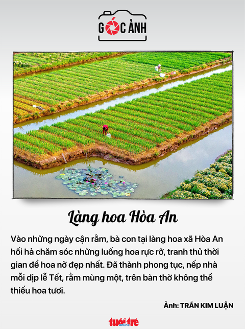 Tin tức sáng 18-5: Giá chung cư neo cao; 13.800 tỉ đồng 'xanh hóa' xe buýt- Ảnh 8. Làng hoa Hoà An - Ảnh: TRẦN KIM LUẬN