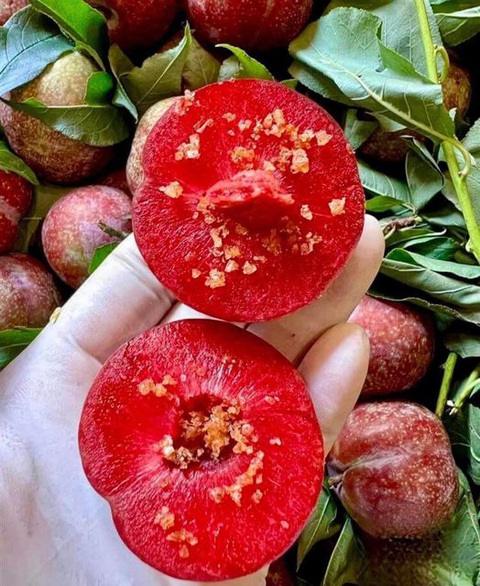 Trái mận chữa nhiều bệnh độc đáo ít người biết cách dùng- Ảnh 2. Biết cách chế biến, mận là một vị thuốc độc đáo - Ảnh minh họa