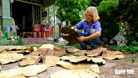 Những bức tranh sen chân dung Bác Hồ- Ảnh 2. Tận dụng khoảng sân trước nhà, người nghệ nhân đem phơi lá sen rồi tỉ mỉ xem độ lên màu, độ dẻo dùng làm tranh lá sen - Ảnh: ĐẶNG TUYẾT