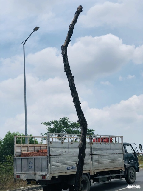 Cây xanh chết khô hàng loạt trên con đường trăm tỉ ở Đà Nẵng- Ảnh 5. Cây chết khô - Ảnh: ĐOÀN CƯỜNG