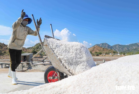 Diêm dân gom muối bằng xe rùa - Ảnh: DUY NGỌC Diêm dân đang thu gom muối - Ảnh: DUY NGỌC