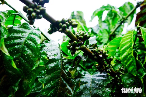 Tây Nguyên đón mưa to, cà phê, chanh dây tươi tỉnh trở lại- Ảnh 1. Cây cà phê đón được lượng mưa lớn đúng thời kỳ đang ra quả non - Ảnh: TẤN LỰC