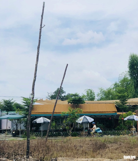 Cây xanh trụi lá, chết khô trên đường trăm tỉ: Trách nhiệm của ai?- Ảnh 3. Nhiều cây trụi lủi lá - Ảnh: ĐOÀN CƯỜNG
