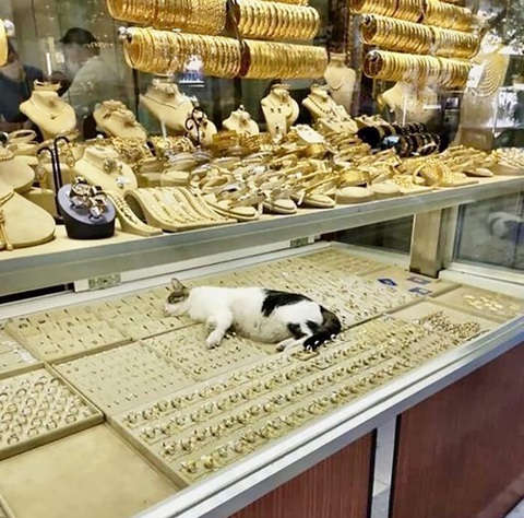 Ảnh vui 2-5: 'Gia chủ phải cỡ tài phiệt mới lắp điều hòa thế này'- Ảnh 5. Ngửi mùi giàu sang.