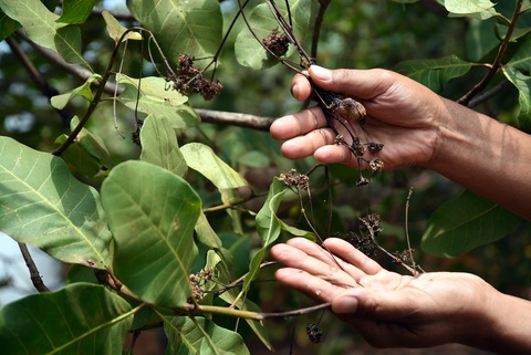 Bình Phước xuất hiện 'mưa vàng' giải nhiệt- Ảnh 3. Hàng ngàn héc ta cây trồng bị thiệt hại nặng do hạn hán. Trong ảnh: cây điều của người dân cháy bông và trái non do thiếu nước - Ảnh: A LỘC