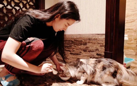 Nhiều mèo hoang được đưa về nhà của Lưu Diệc Phi để chăm sóc, chữa trị - Ảnh: Weibo Nhiều mèo hoang được đưa về nhà của Lưu Diệc Phi để chăm sóc, chữa trị - Ảnh: Weibo
