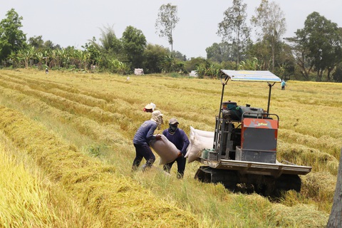 Thương lái mua lúa dùng những 'chiêu' gì để ép nông dân?- Ảnh 3. Nông dân thường bị các thương lái chưa tốt ép trong vấn đề bán lúa - Ảnh: CHÍ QUỐC