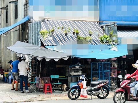 Tiệm chó cảnh nuôi nhốt hàng chục con chó gây ồn ào, mùi hôi khó chịu - Ảnh: XUÂN ĐOÀN