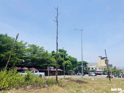 Vụ cây xanh chết khô hàng loạt trên đường trăm tỉ: Nhà thầu phải khắc phục- Ảnh 1. Cây xanh tại đoạn đường đi qua xã Hòa Tiến, huyện Hòa Vang, Đà Nẵng - Ảnh: ĐOÀN CƯỜNG