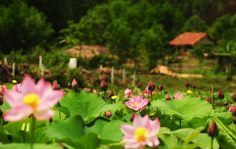 Cánh đồng sen khổng lồ mọc trên núi ở Quảng Nam nở hoa- Ảnh 2. Sen mọc từ ruộng vườn tới sát nhà dân - Ảnh: B.D.