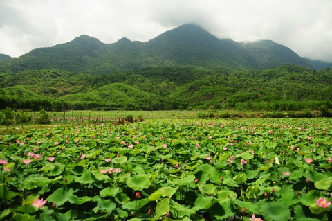 Cánh đồng sen khổng lồ mọc trên núi ở Quảng Nam nở hoa- Ảnh 3. Sen ở Trà Lý đẹp thêm bởi vị trí sen nở nằm dưới chân núi mây phủ trắng xóa - Ảnh: B.D.