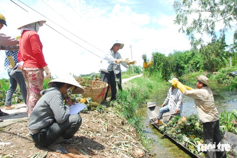 Nhà vườn ở miền Tây phấn khởi vì giá khóm tăng cao- Ảnh 1. Nông dân thu hoạch và bán khóm cho thương lái ở huyện Tân Phước, tỉnh Tiền Giang - Ảnh: HOÀI THƯƠNG