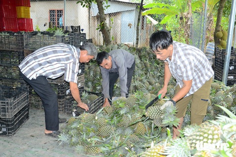 Nhà vườn ở miền Tây phấn khởi vì giá khóm tăng cao- Ảnh 2. Các chủ vựa tất bật thu gom khóm ở huyện Tân Phước - Ảnh: HOÀI THƯƠNG