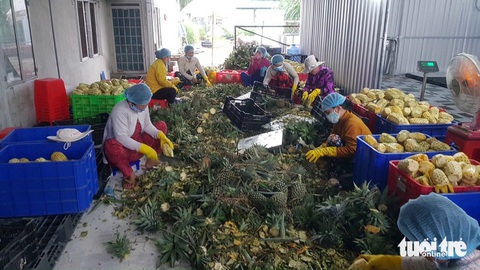 Nhà vườn ở miền Tây phấn khởi vì giá khóm tăng cao- Ảnh 3. Giá khóm ổn định ở mức cao suốt nửa năm qua - Ảnh: HOÀI THƯƠNG