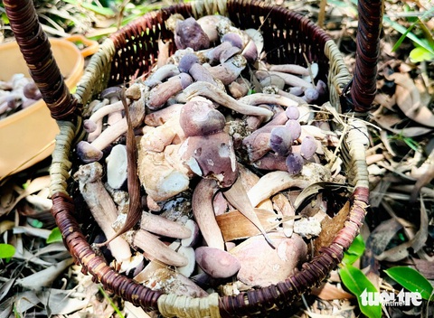 Dân Phú Quốc săn nấm tràm bán kiếm tiền triệu- Ảnh 6. Nấm tràm có màu nâu xám, ăn có vị đắng nhẹ bên cạnh vị ngọt giòn, được bán với giá khoảng 150.000 đồng/kg - Ảnh: CHÍ CÔNG