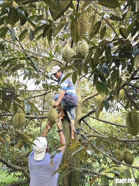 Những mùa mưa đợi chờ - Kỳ 1: Ngóng mưa ở 'thung lũng chết' Ninh Sơn- Ảnh 4. Mưa xuống cho cây trái tốt tươi ngay trên vùng đất khô cằn - Ảnh: HOÀNG NGHĨA