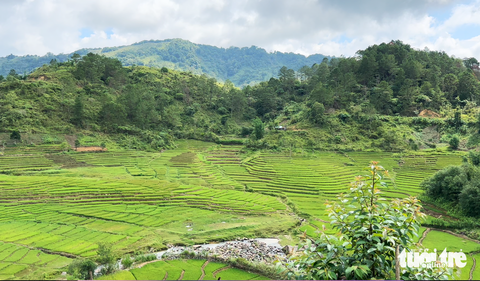 Săn mây, tắm gió mùa hạ trên đỉnh Quế Quảng Nam- Ảnh 7. Ruộng bậc thang của bà con Cơ Tu lân cận đỉnh Quế - Ảnh: B.D.