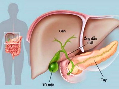 Viêm tụy cấp: Máu đục như sữa- Ảnh 1. Vị trí của tuyến tụy, đây là bộ phận cơ thể kích thước nhỏ bé nhưng sức ảnh hưởng lại rất lớn - Minh họa: BVCC